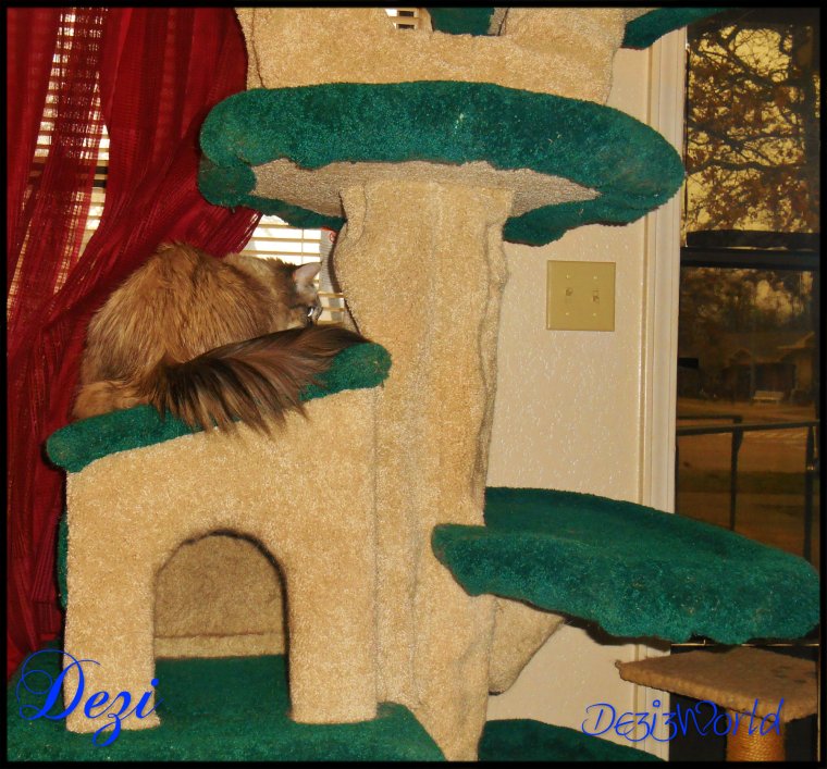 0dw Dezi on CT house11