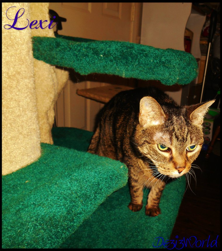 0dw Lexi on cat tree12