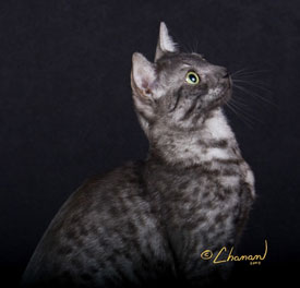 Photo courtesy of Egytian Mau.org