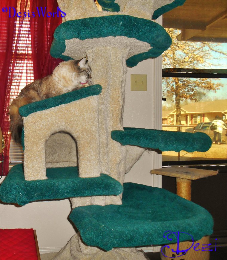 dw Dezi bathes on tree-