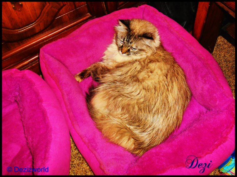 dw Dezi in cat bed