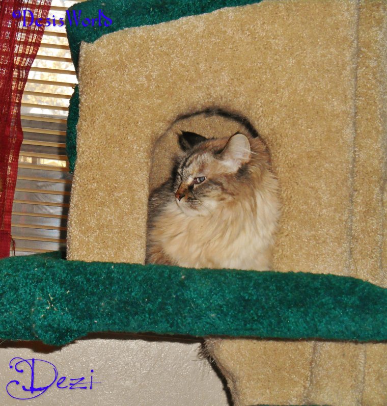 dw Dezi in tree house1