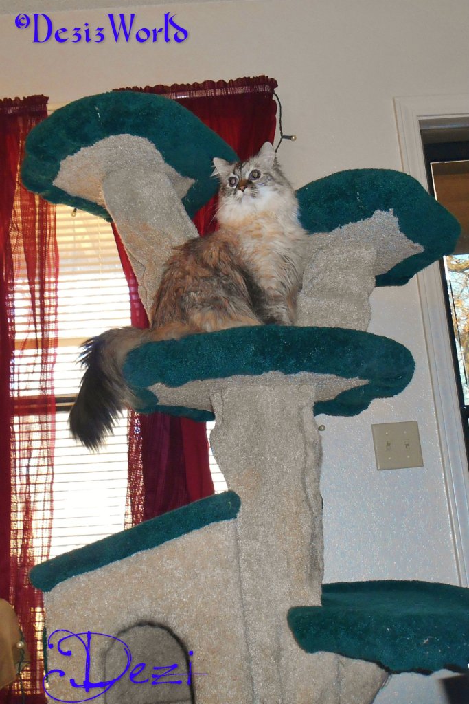 dw Dezi on tree facing1