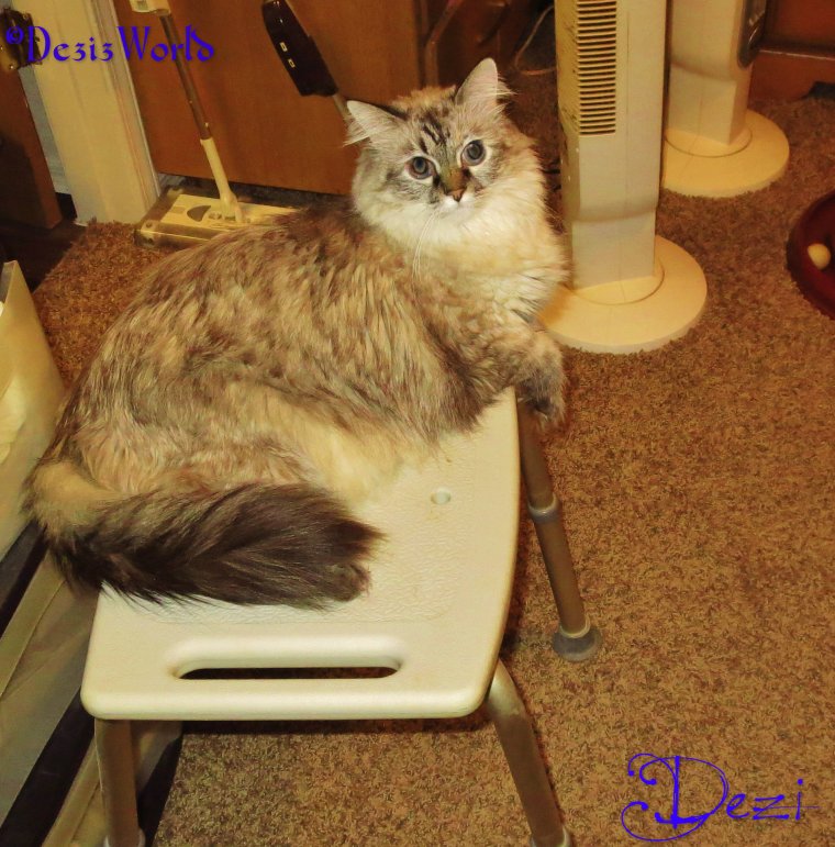 dw Dezi shower bench4