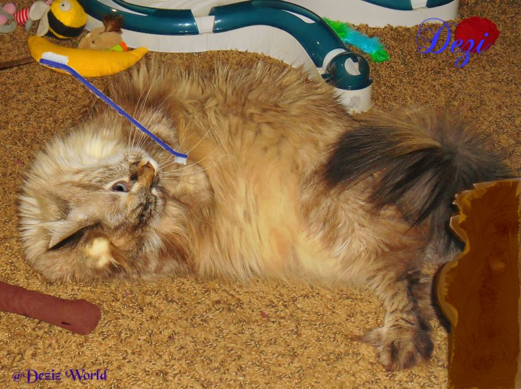 dw Dezi with toothbrush