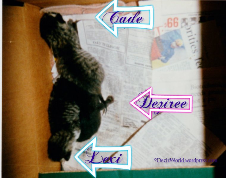 I'z wuz awlwayz a liddull dibbrunt and on minez own.