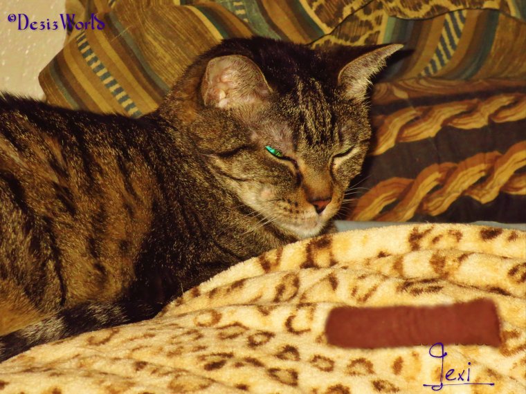 dw Lexi naps with cigar