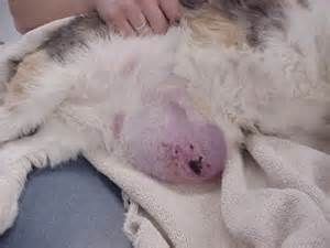 mammary cancer calico