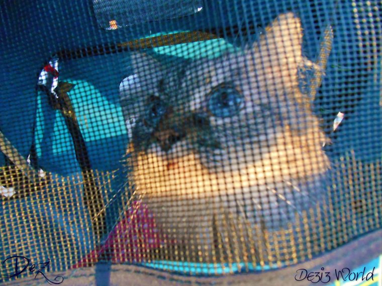 0dw Dezi in stroller4