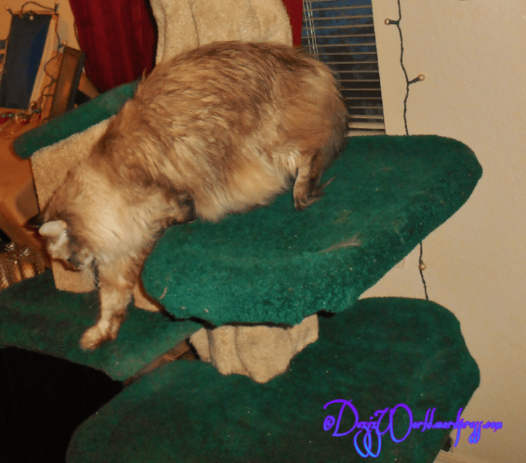 dw Dezi leaves tree1a