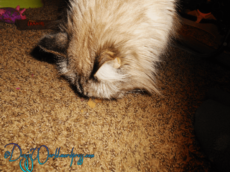 dw Dezi orijen tundra84