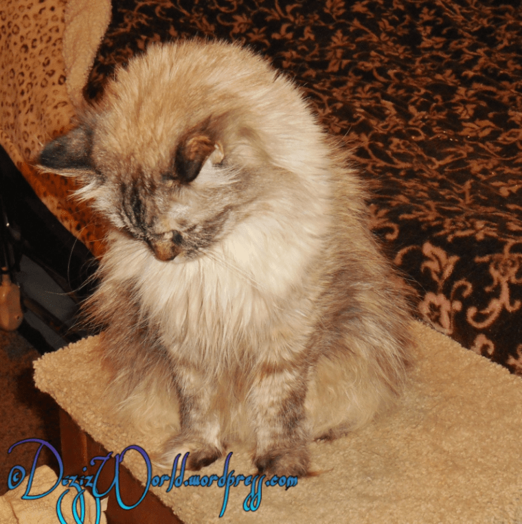 God bless mommy and sis Lexi and all our furwiends and fwamily. In Jesus Name, Amen