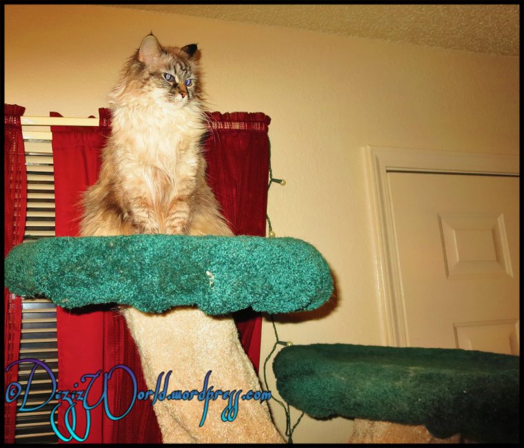 dw Dezi treetopimg1349fr