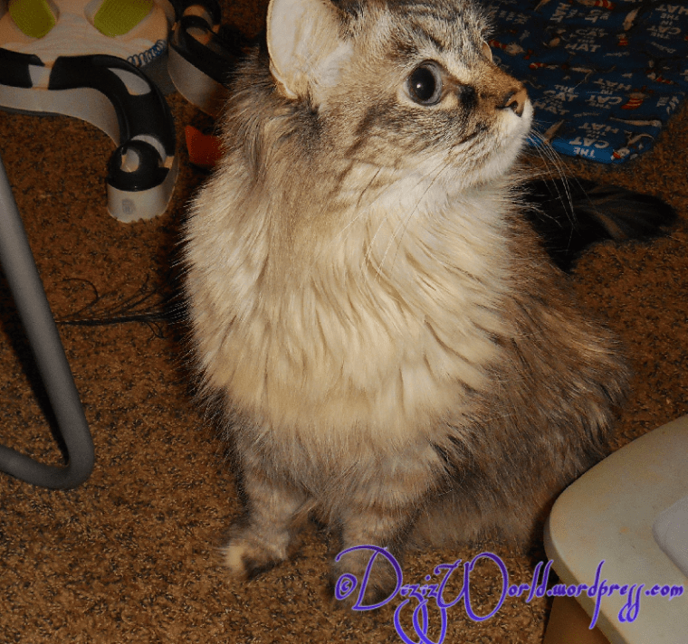 dw Dezi wants more18