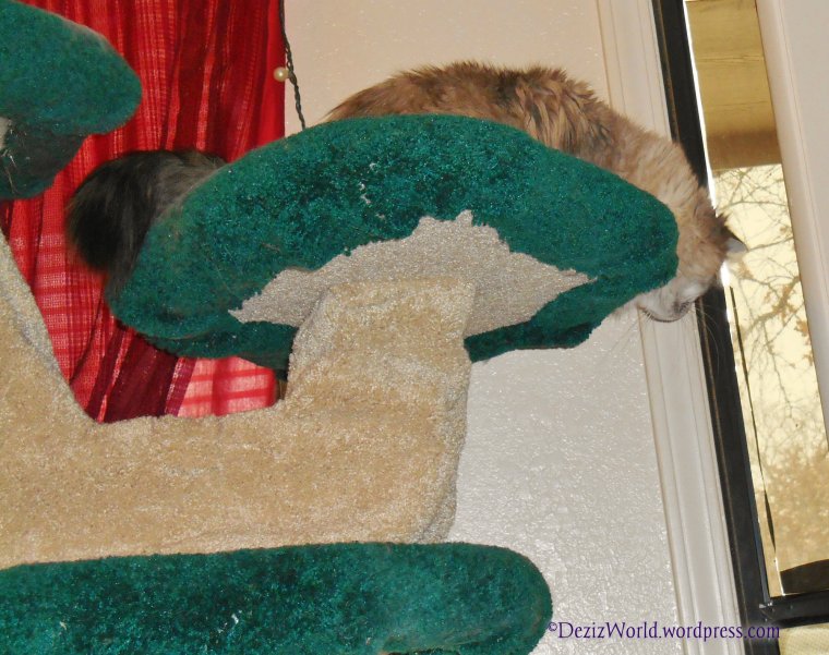 Meez checkin' out all dat snow. It's finally meltin'.