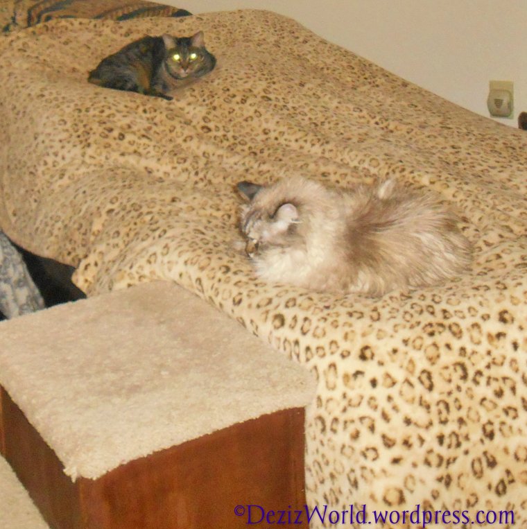 Weez waitin' fur mommy to put da camewa down and come to bed.