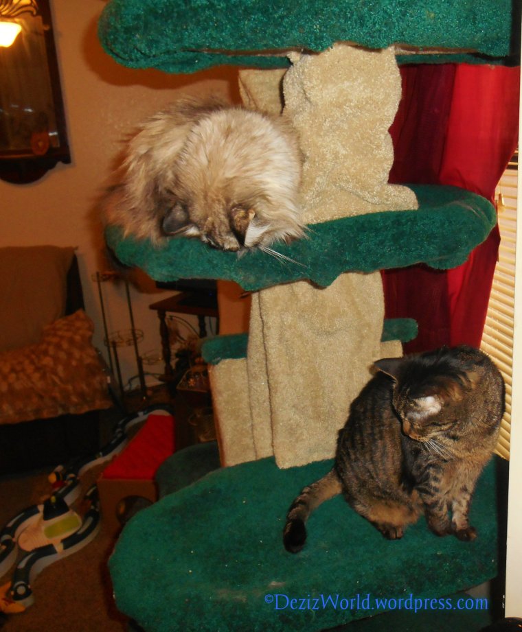 dw DnL cat tree65