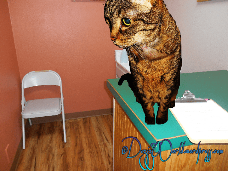 dw Lexi in Vets office neck