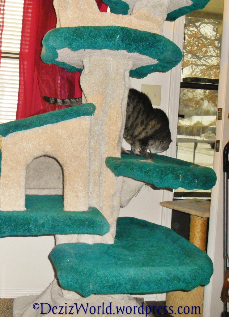 dw Lexi loooking out70