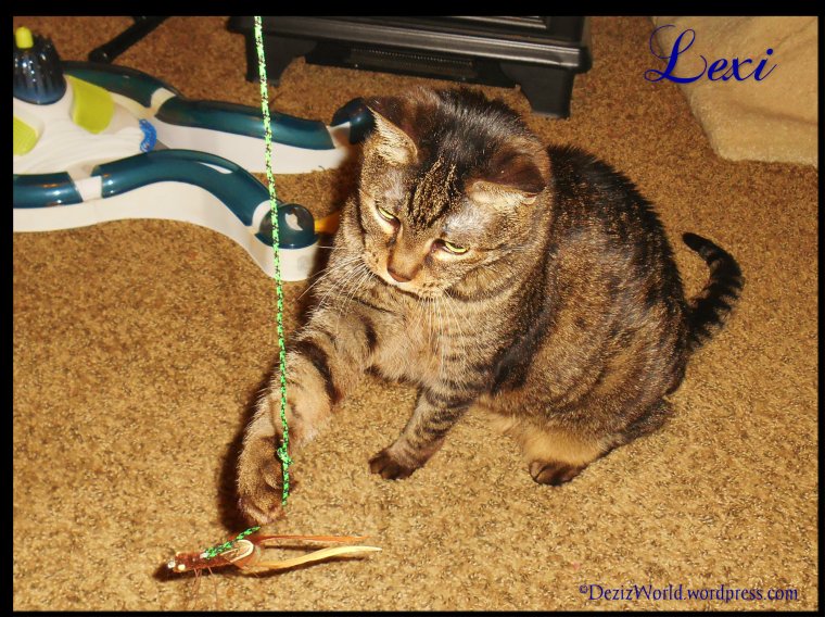 dw Lexi playing3701