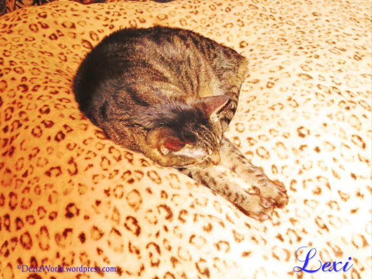 I'z doent wanna go mommy. I'z jiz wanna tayk a nappee.