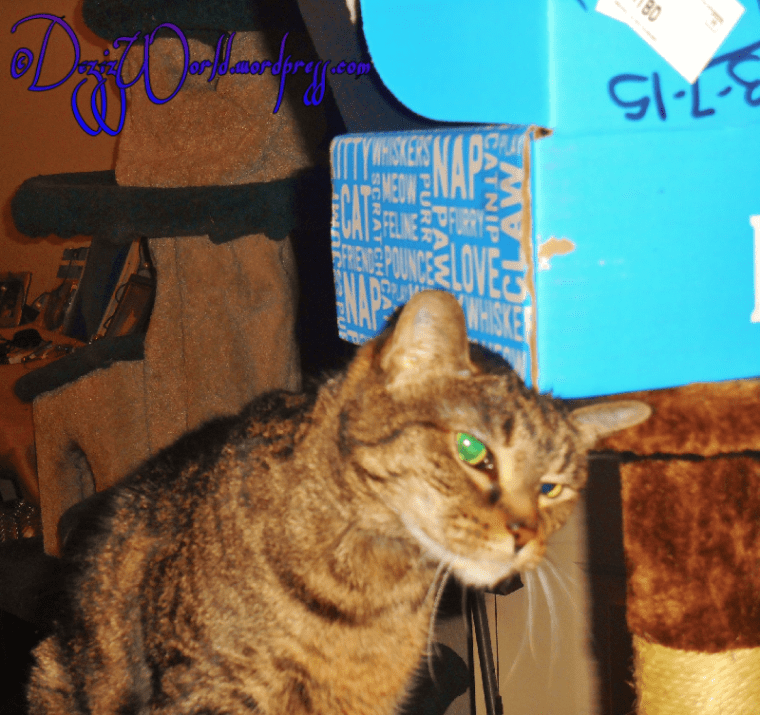 dw Lexi with Petbox43