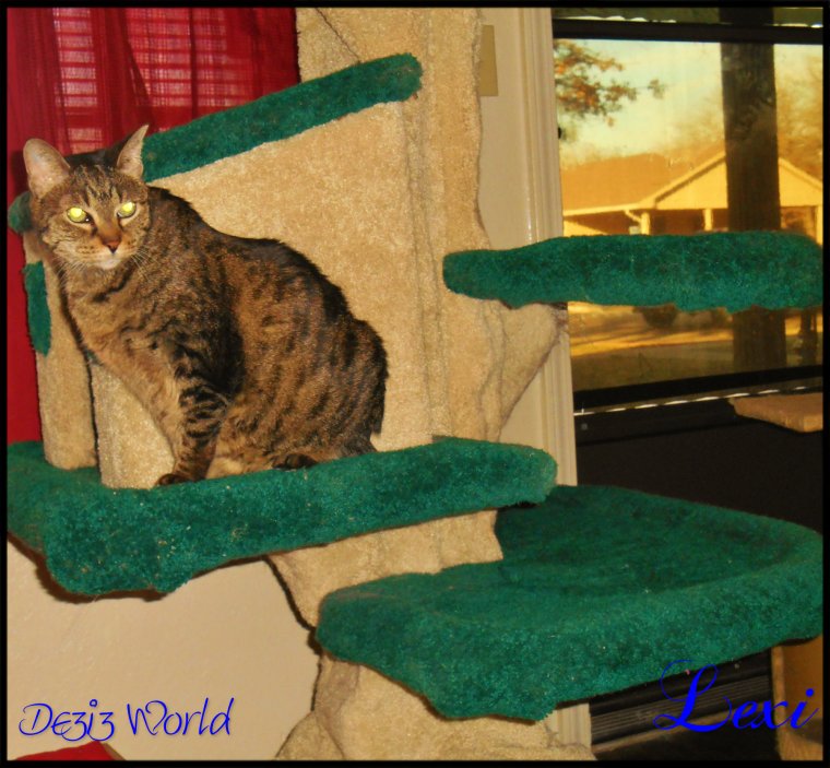 0dw Lexi cat tree2