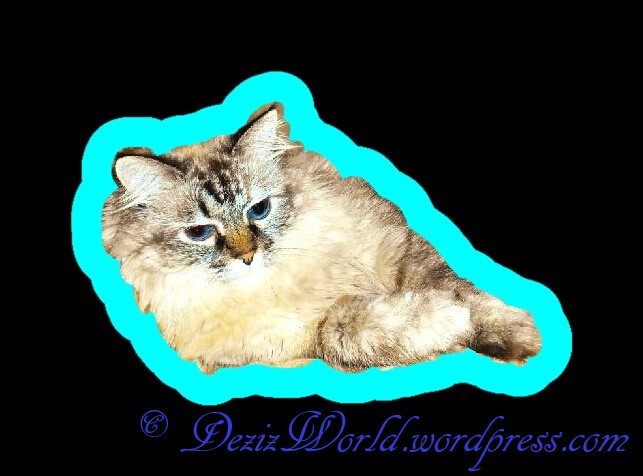 dw Dezi colored border