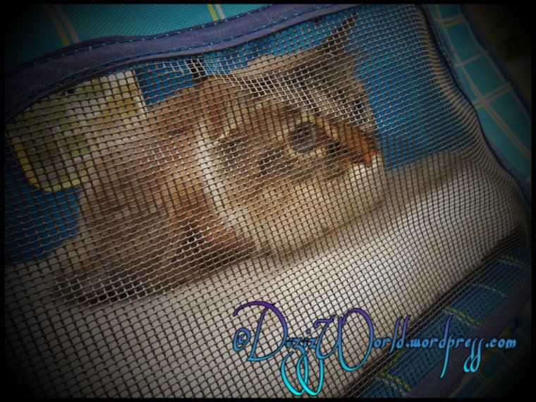 OMC Mommy it's a bit chilly out here today mommy.