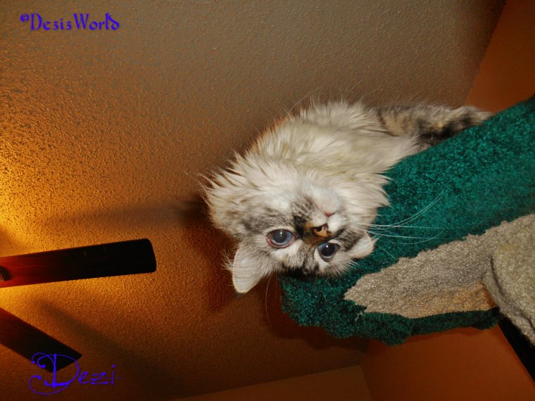 dw Dezi lays head off top1