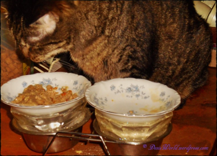 dw Lexi SD chewy review05-152 (1280x919)