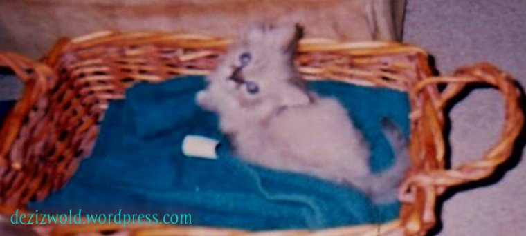 0dw Dezi baby in a basket