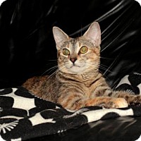 Cassidy at Adoptapet.com