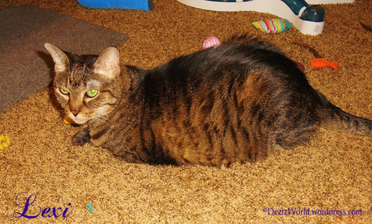 dw Lexi profile face on1