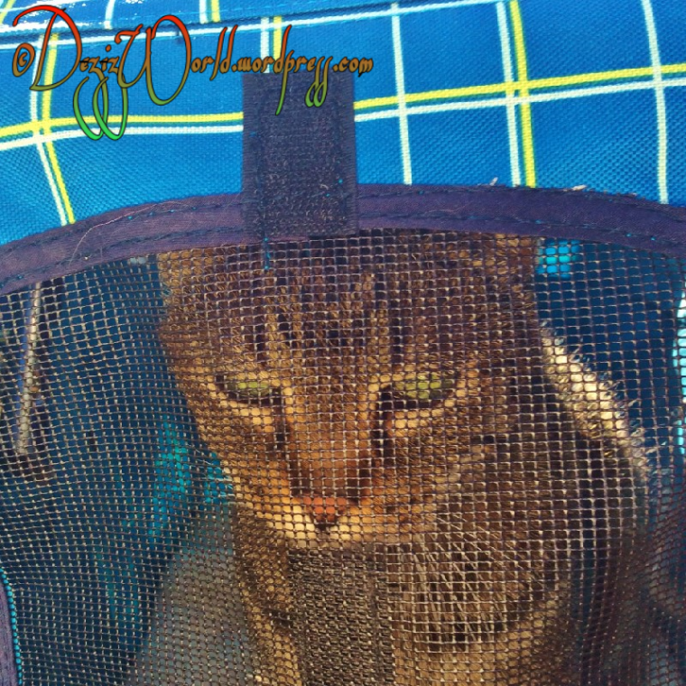 I'z doent wanna goez too da VET mommy.