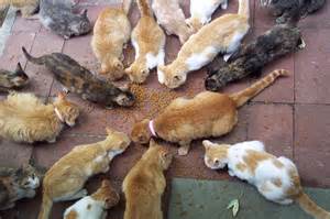 feral cats eat