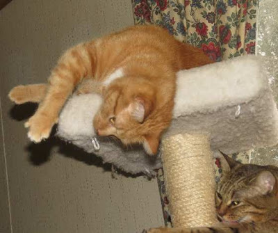 Borrowed from Marg's Animals.  Little Bit is one of the lucky ferals now living the good life inside his forever home.