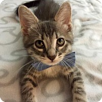 Parker at Adoptapet.com