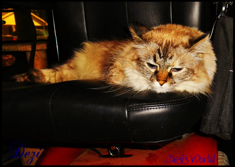 0dw Dezi in wheelchair1