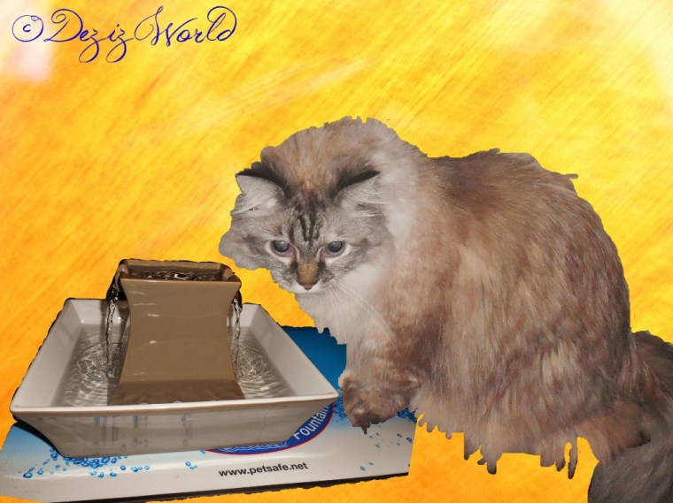 dw Dezi and fountain