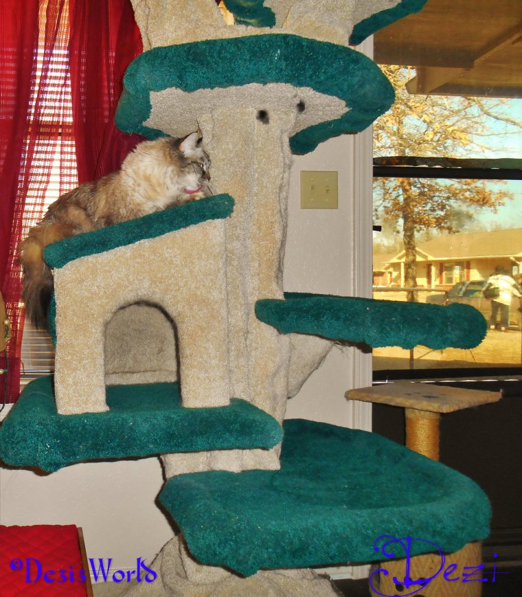 dw Dezi bathes on tree