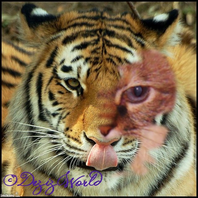 Dezi's face merged with a Tiger face frame