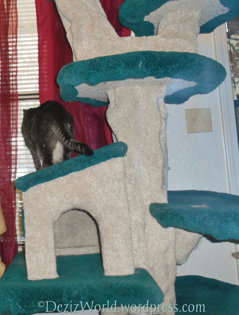 dw Lexi on cat tree68