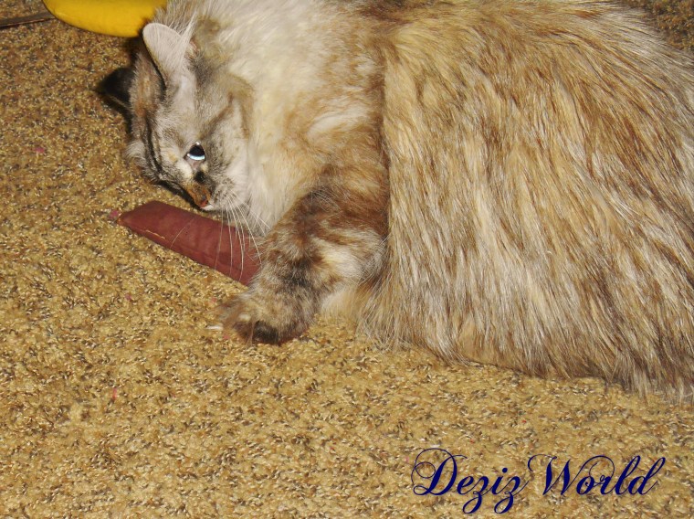 Me luvs da nip cigaw too.