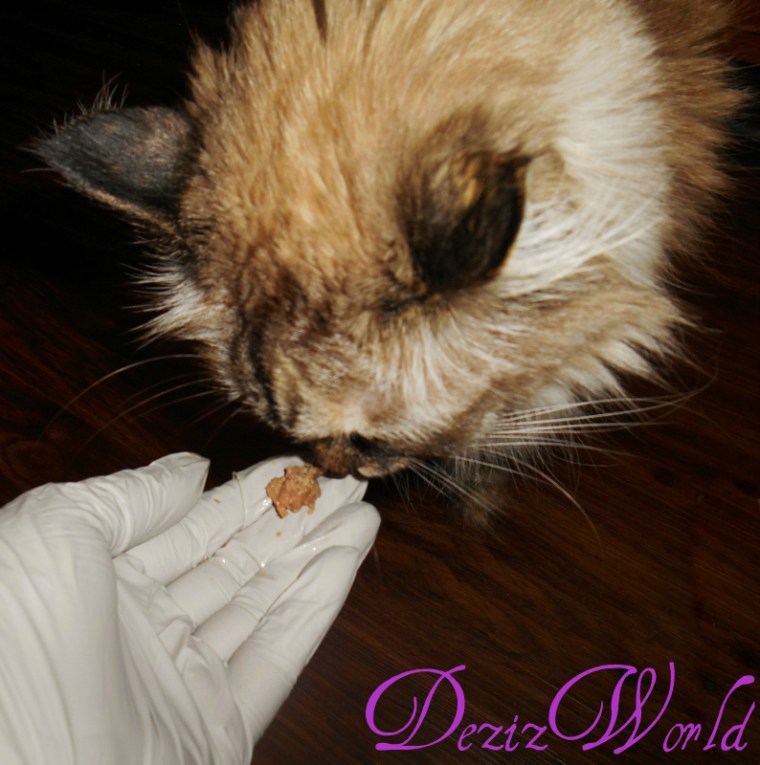 Hmmmm smells good. Tastes good too. Fanks fur da tweat mommy. Now, where's dinner?