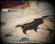 Shad with her pig brofur