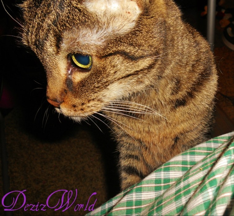 dwLexilookstreat (800x738)