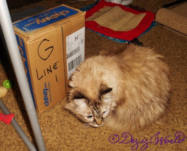 Yippeeeee A chewy box!!!