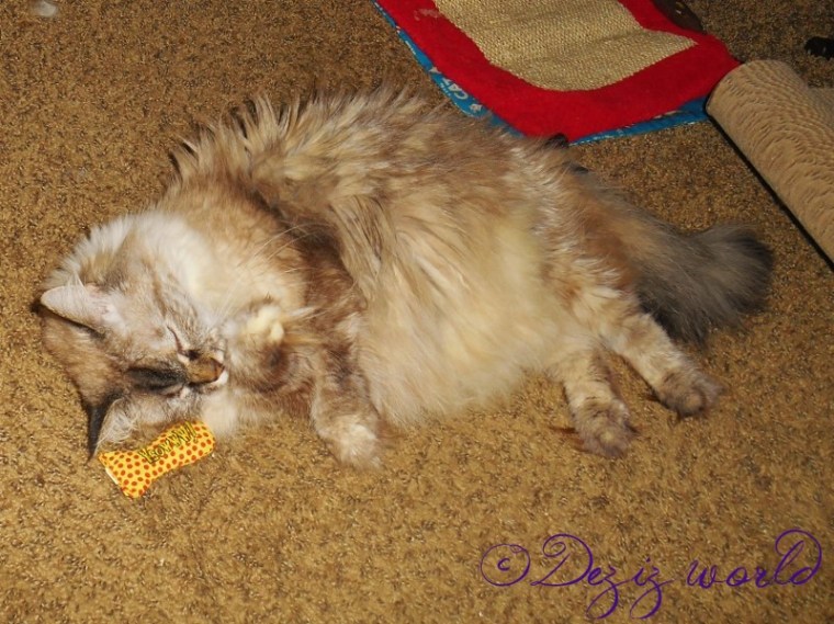 dw-DeziDSCN4884 (800x599)