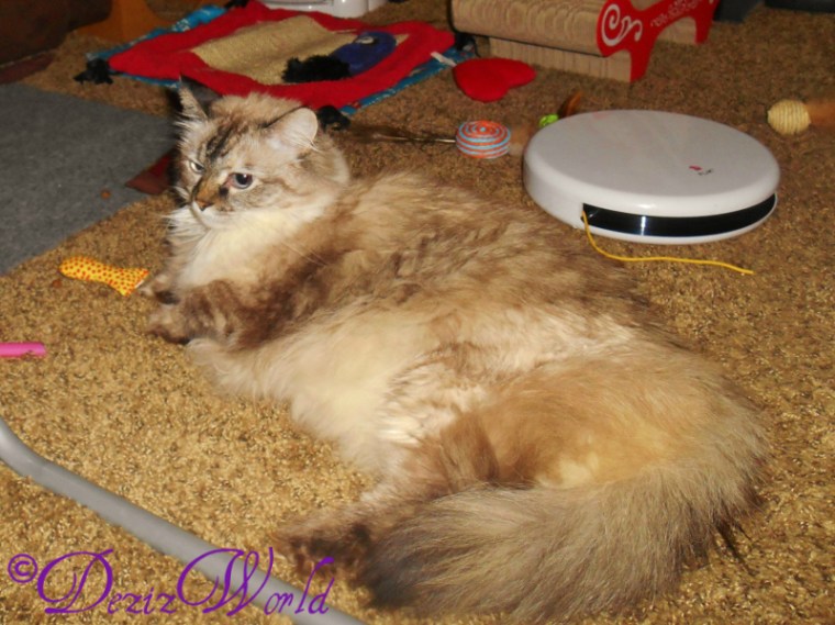 dw-DeziDSCN4933 (800x599)